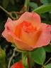 Little Darling rose photo