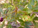 <i>Rosa nitida</i> Willd. rose photo