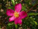 <i>Rosa nitida</i> Willd. rose photo