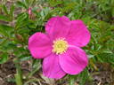 <i>Rosa nitida</i> Willd. rose photo