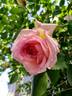 Janet rose photo