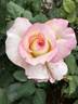Deidre Hall rose photo