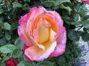 Broadway ™ rose photo
