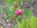 Andrewsii rose photo