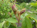 Andrewsii rose photo