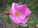 Andrewsii rose photo