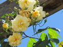 Claire Jacquier rose photo
