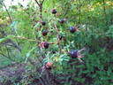 <i>R. spinosissima</i> var. <i>altaica</i> rose photo