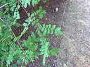 <i>R. spinosissima</i> var. <i>altaica</i> rose photo