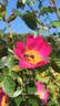 <i>Rosa iberica</i> Steven ex M.Bieb. rose photo