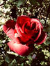 Smoky rose photo