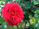 Jean Sablon rose photo