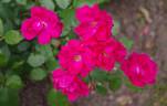 Joseph Guy rose photo