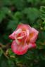 Silver Jubilee ® rose photo