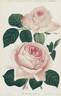 Lady Mary Fitzwilliam rose photo