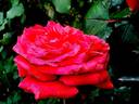 Jean Sablon rose photo