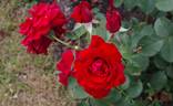 Duftzauber rose photo