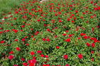 Kronjuwel ® rose photo