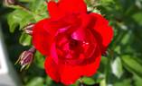Kronjuwel ® rose photo