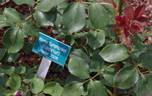Wiener Symphoniker rose photo
