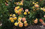 Rose der Hoffnung rose photo