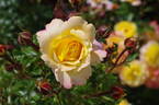 Rose der Hoffnung rose photo