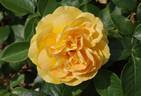 Bernstein-Rose ® rose photo