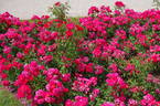 Heidefeuer rose photo