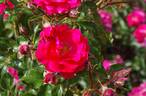 Heidefeuer rose photo
