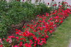 Brilliant Flower Circus® rose photo