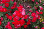 Brilliant Flower Circus® rose photo