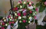 Pink Piano rose photo