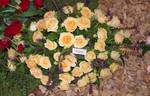 Finess rose photo