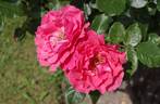 Dr. Johann Schmadlak rose photo