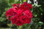 Strombergzauber rose photo