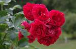 Strombergzauber rose photo