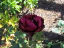 Nigrette rose photo