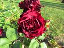 Nigrette rose photo