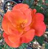 Orange Waves rose photo