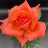 Lasting Peace rose photo