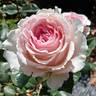 Calm Composure rose photo