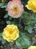 The Magician rose photo