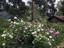 Snowbird rose photo
