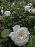 Snowbird rose photo