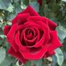 Beloved rose photo