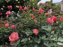 Broadway ™ rose photo