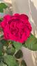La Rose des 4 Vents rose photo