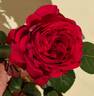 La Rose des 4 Vents rose photo
