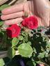 Blaze Superior rose photo