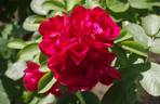 Hansaland ® rose photo